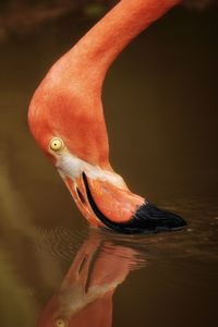 Close-up of bird