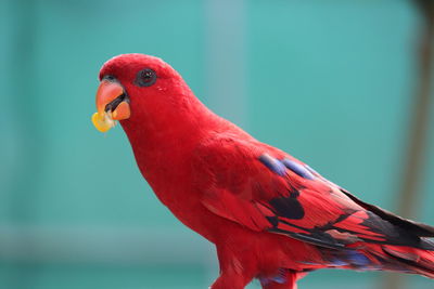 Close-up of parrot perching on branch