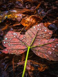 Close-up of raindrops on leaf