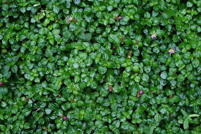 Full frame shot of plants