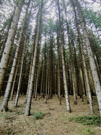 Trees in forest