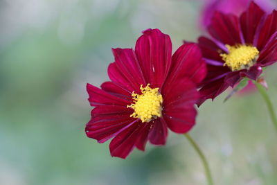 Close-up of red flower