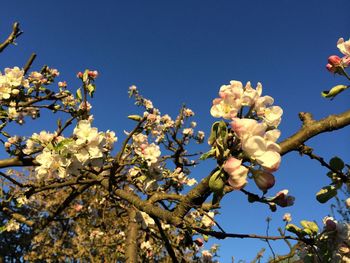 Low angle view of cherry blossom tree