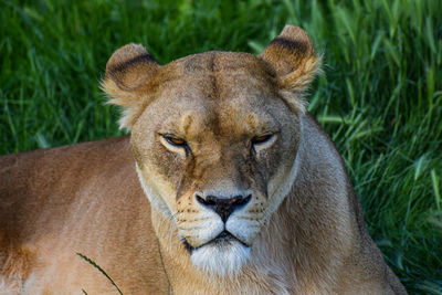 Close up of lioness head