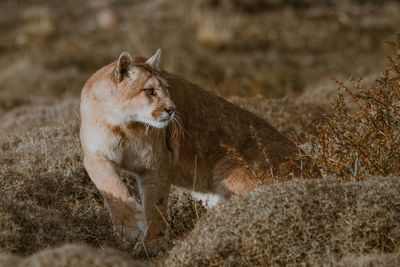 Mountain lion looking away by plants