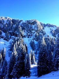 Scenic view of frozen trees against clear blue sky