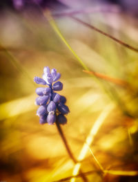 Close-up of purple flowers