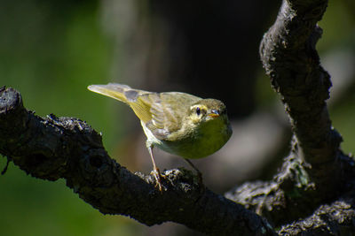 Close-up of bird perching on tree