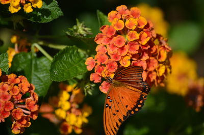 Close-up of butterfly on orange flowering plant