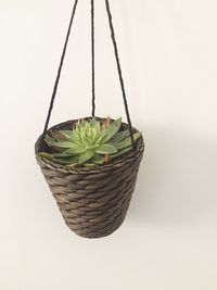 Close-up of plant in basket against white background