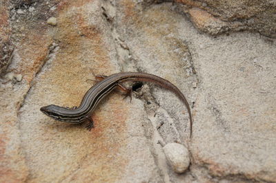Close-up of snake