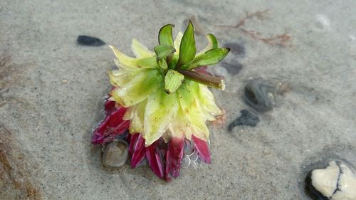 Close-up of plant