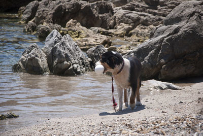 Dog carrying toy at beach