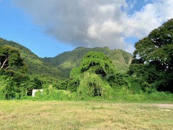 Scenic view of trees on field against sky