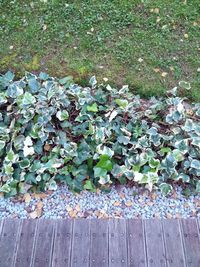 Close-up of ivy growing on plant