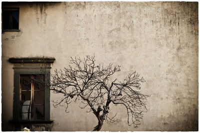 Bare tree against old building