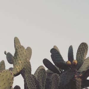 Low angle view of prickly pear cactus against sky