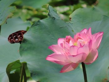 Close-up of butterfly on flower