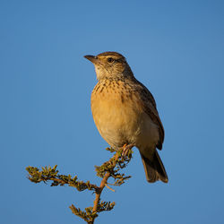 Low angle view of bird perching on branch against blue sky