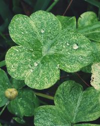 Close-up of wet plant