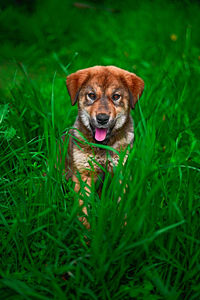 Portrait of dog on field