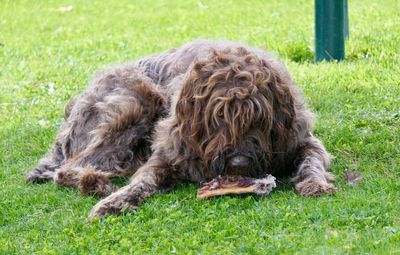 Close-up of dog lying on grass