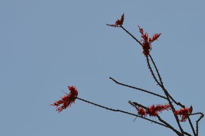 Low angle view of red flowers on tree branch against sky