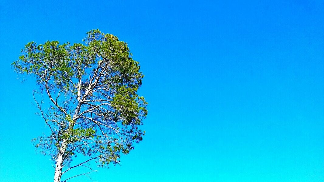 copy space, blue, clear sky, low angle view, sky, no people, nature, outdoors, day, close-up, tree, beauty in nature
