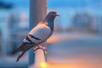 Close-up of bird perching outdoors