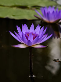 Close-up of purple water lily in lake