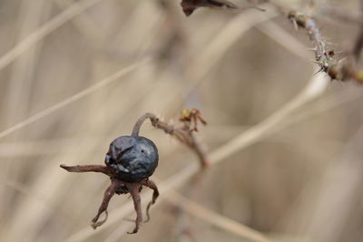 Close-up of spider