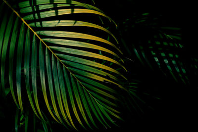 Close-up of palm leaves