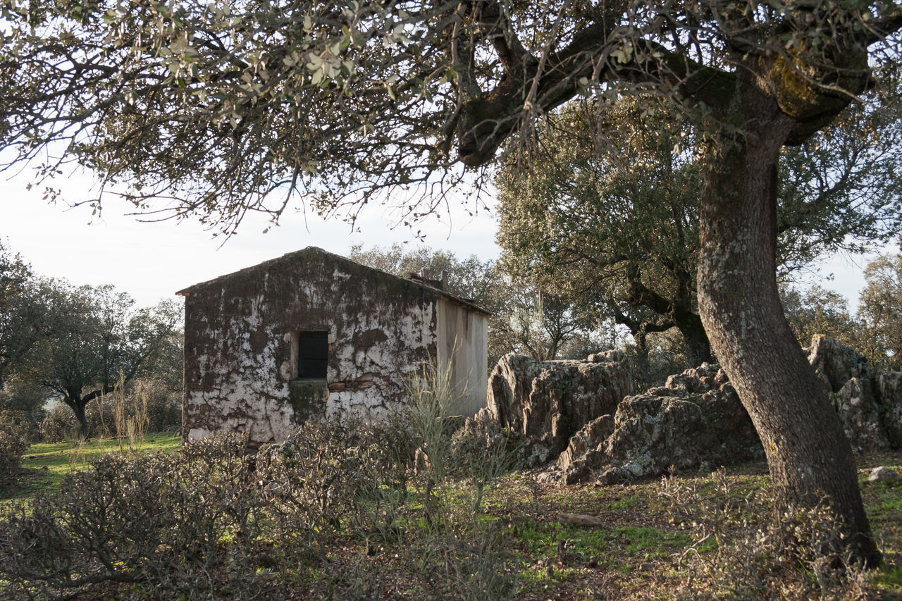 PLANTS GROWING ON ABANDONED BUILDING