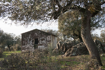 Abandoned building by trees on field