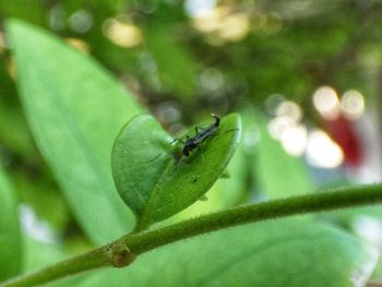 Close-up of ant on leaf