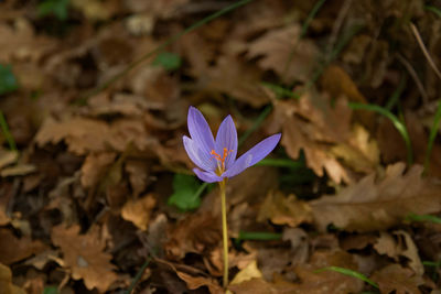 Close-up of purple flowers blooming outdoors