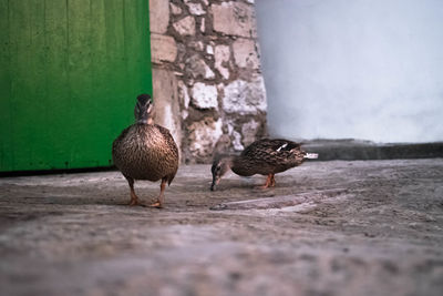 Close-up of birds