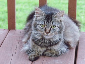 Close-up portrait of cat sitting on wood