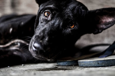 Close-up portrait of black dog