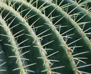 Full frame shot of cactus