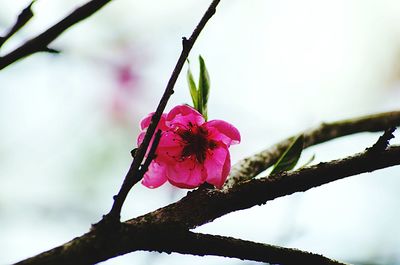Low angle view of pink hibiscus flower