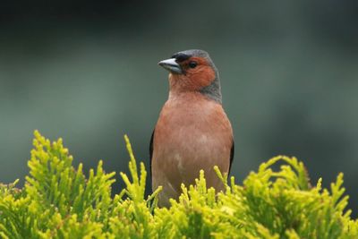 Close-up of bird perching on plant