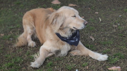 Close-up of dog sitting on field