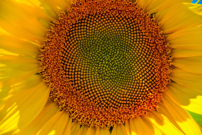 Close-up of honey bee on sunflower