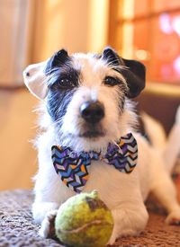 Close-up portrait of dog with ball on bed