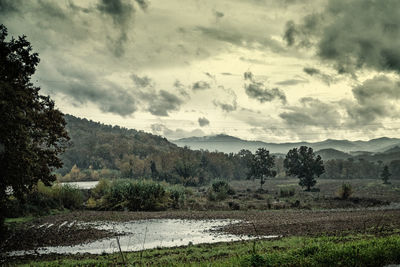 Scenic view of field against sky