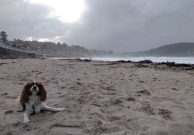 View of a dog on beach