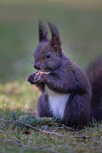 Close-up of squirrel