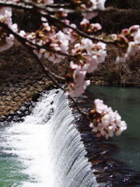 Close-up of cherry blossom by river