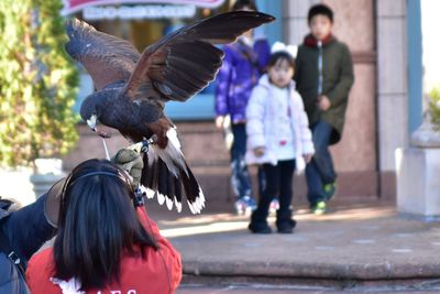 People holding harris hawk